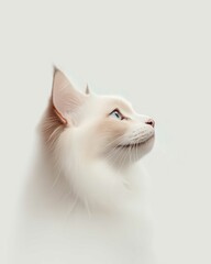 Portrait of a Ragdoll Cat with Striking Blue Eyes and Soft Fluffy Coat, Perfect for Cat Lovers and Feline Enthusiasts


