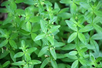 Cruciata glabra grows in the forest in spring