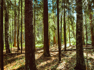 Aspen Golden Forest Trail Fall Season. High quality photo