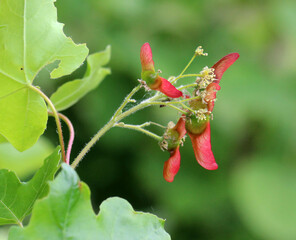 The fruit is a field maple (Acer campestre)