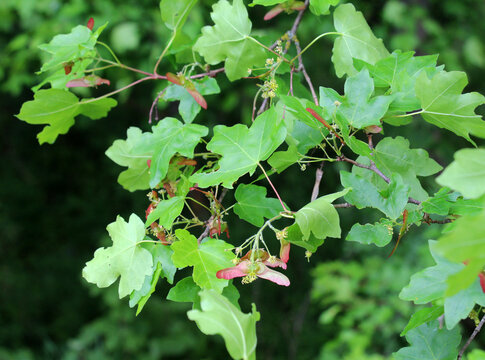 The fruit is a field maple (Acer campestre)
