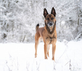 Belgian malinois in the winter snow