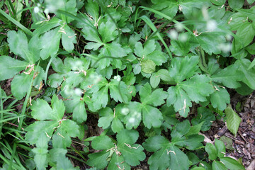 Sanicula europaea grows in the wild in spring