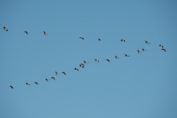 vole V des grues cendrées Vers le Lac du Der