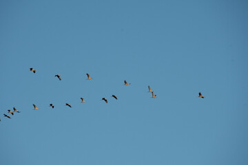 Vol de grues cendrées vers le Lac du Der
