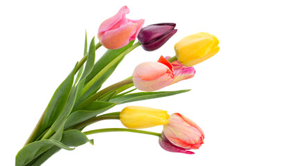 Posy of tulips flowers close up