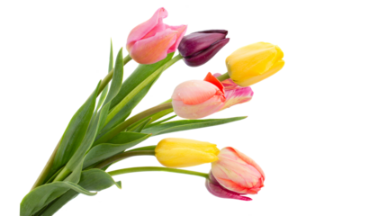 Posy of tulips flowers close up