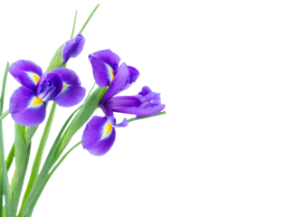 blue irise flowers close up