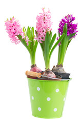 Hyacinths flowers