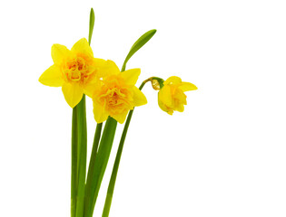 three yellow daffodils
