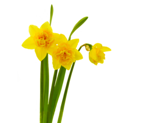 three yellow daffodils