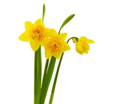 three yellow daffodils