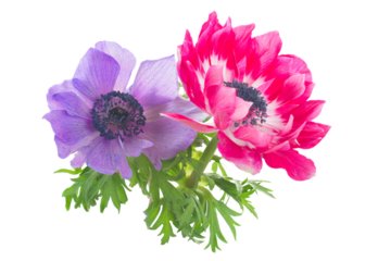 anemone flowers