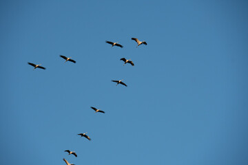 Vol de grues cendrées vers le Lac du Der