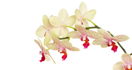 Fototapeta na wymiar white with violet orchid flowers
