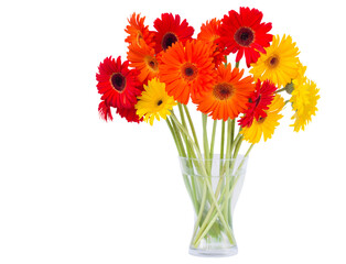 gerbera flowers in vase
