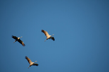 Grues cendrées volant vers le lac du Der