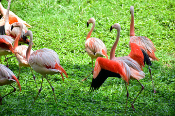 Photo of group of pink flamingos in zoo
