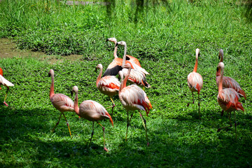 Photo of group of pink flamingos in zoo