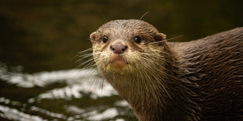 Asian small-clawed otter (Aonyx/Amblonyx cinerea) portrait