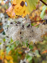 Flor de jazmín de monte