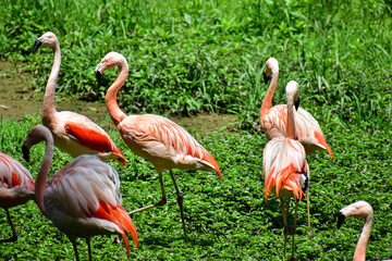Photo of group of pink flamingos in zoo