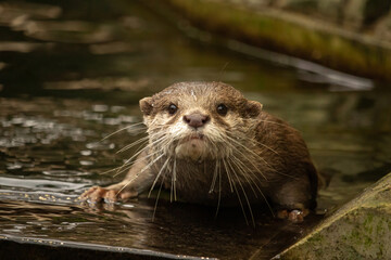 riental small-clawed otter (Aonyx/Amblonyx cinerea) portrait