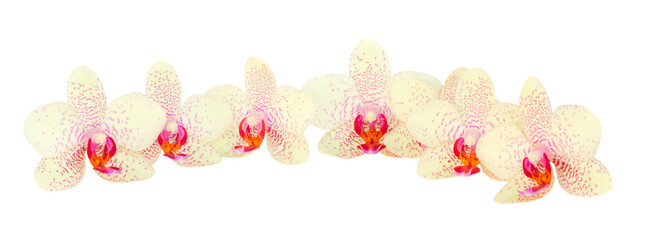 border of orchid flowers