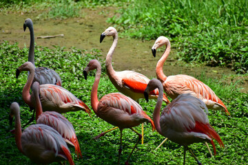 Photo of group of pink flamingos in zoo