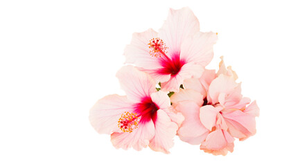 hibiscus flower