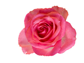 pink rose