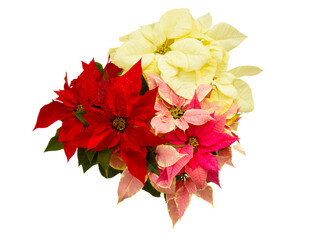 Poinsettia flower - christmas star