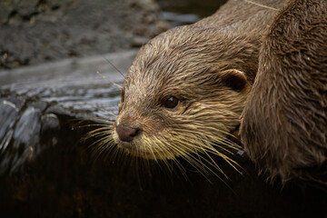 A pair of Oriental Short-Clawed Otters cuddling
