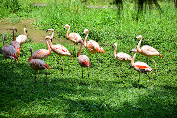 Photo of group of pink flamingos in zoo