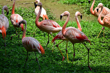 Photo of group of pink flamingos in zoo
