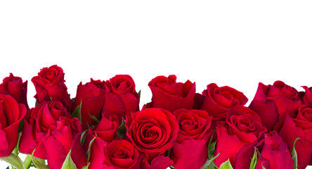 border of fresh red  garden roses