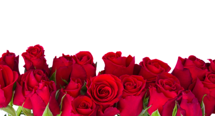 border of fresh red  garden roses