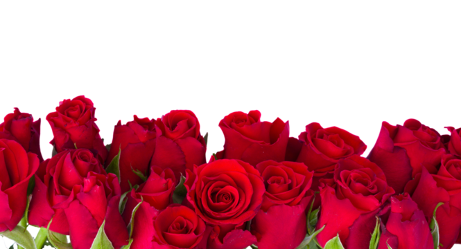 border of fresh red  garden roses