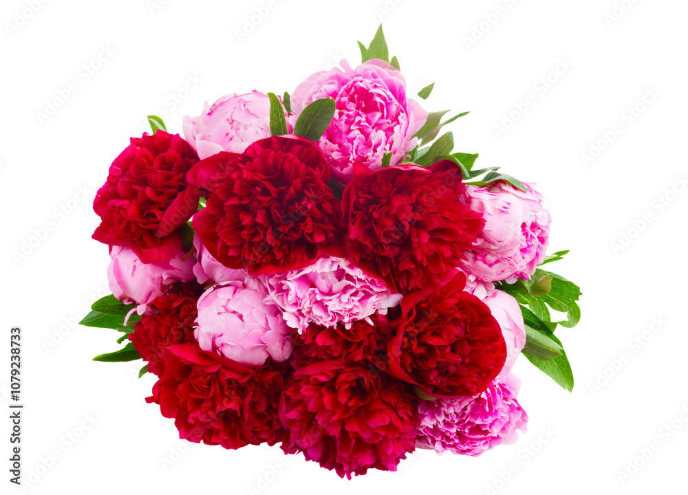 Wall mural pink and red  peonies