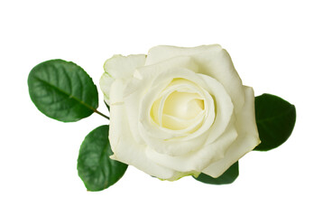 one  white rose