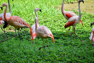 Photo of group of pink flamingos in zoo