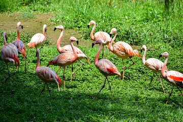 Photo of group of pink flamingos in zoo