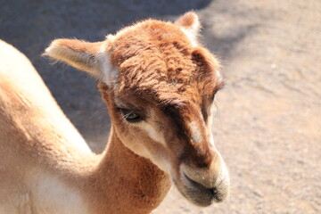 Nahaufnahme eines Alpakas