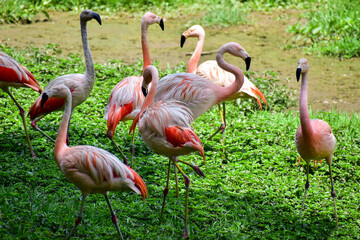 Photo of group of pink flamingos in zoo