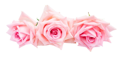 Pink rose flower on transparent background