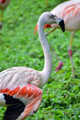 Photo of pink flamingos in zoo