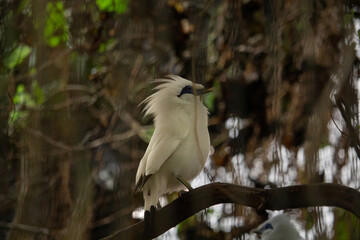 Maina rare bird tropical forest bird. .