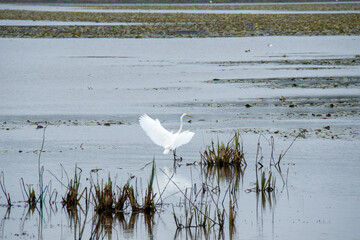 Aigrette garzette au lac du Der