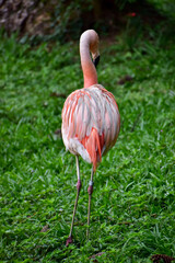 Photo of pink flamingo in zoo