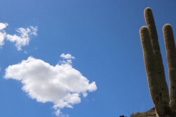 cactus in the Arizona desert